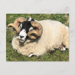 Schapen met krulpaarden. Isle of Islay, Schotland Briefkaart