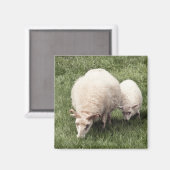 Schapen met lam magneet (Voorkant / Achterkant)
