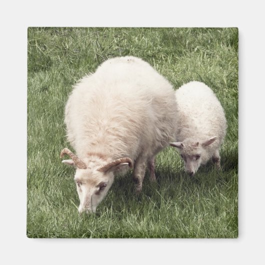 Schapen met lam magneet (Voorkant)