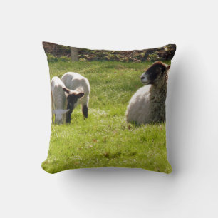 Schapen met lammeren kussen