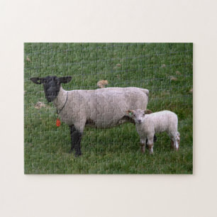 Schapen met lammeren legpuzzel