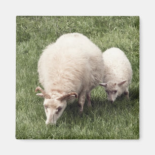 Schapen met lammeren magneet