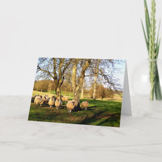 Schapen met Pasen in Somerset Feestdagen Kaart (Voorkant)