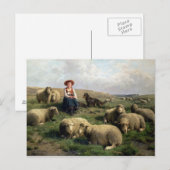 Schapen met schapen in een landschap briefkaart (Voorkant / Achterkant)