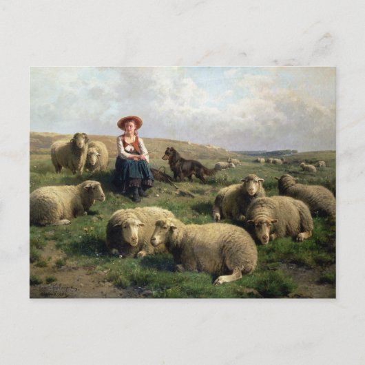 Schapen met schapen in een landschap briefkaart (Voorkant)