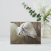 Schapen met stro briefkaart (Staand voorkant)