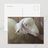 Schapen met stro briefkaart (Voorkant / Achterkant)