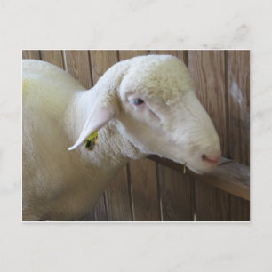Schapen met stro briefkaart