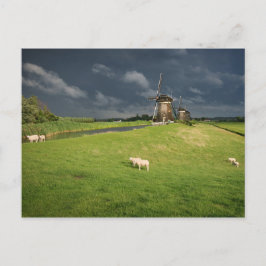 Schapen met windmolens onder donkere wolken briefkaart