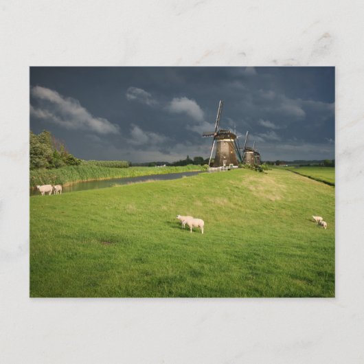 Schapen met windmolens onder donkere wolken briefkaart (Voorkant)