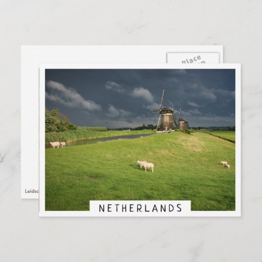 Schapen met windmolens onder donkere wolken briefkaart (Voorkant / Achterkant)