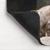 Schapen met woestijn-bighorn (Adult ram ingebed in Muismat (Hoek)