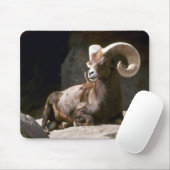 Schapen met woestijn-bighorn (Adult ram ingebed in Muismat (Met muis)