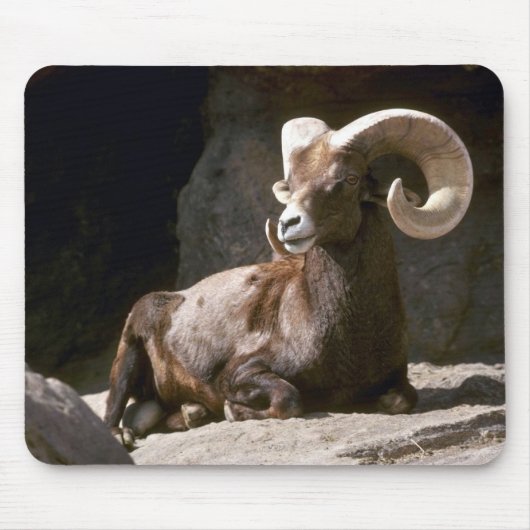 Schapen met woestijn-bighorn (Adult ram ingebed in Muismat (Voorkant)