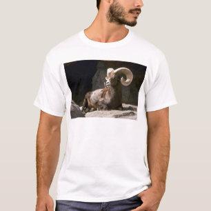 Schapen met woestijn-bighorn (Adult ram ingebed in T-shirt