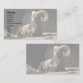 Schapen met woestijn-bighorn (Adult ram ingebed in Visitekaartje (Voorkant / Achterkant)