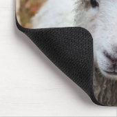 Schapen Muismat (Hoek)