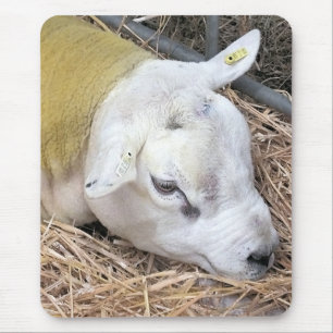 SCHAPEN MUISMAT