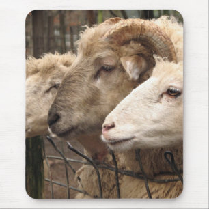 schapen muismat