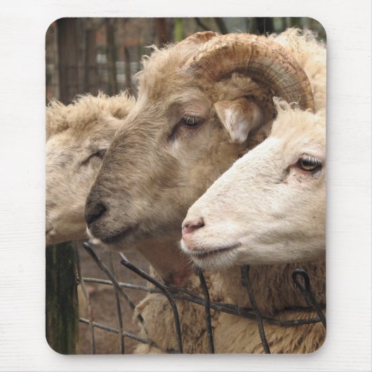 schapen muismat (Voorkant)