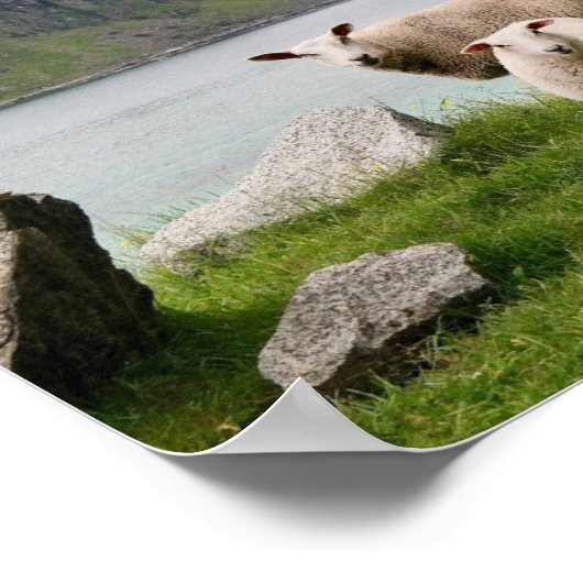 Schapen naast stilstaande wateren Poster (Hoek)