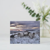 Schapen - Nederlandse winter Briefkaart (Staand voorkant)