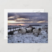 Schapen - Nederlandse winter Briefkaart (Voorkant / Achterkant)