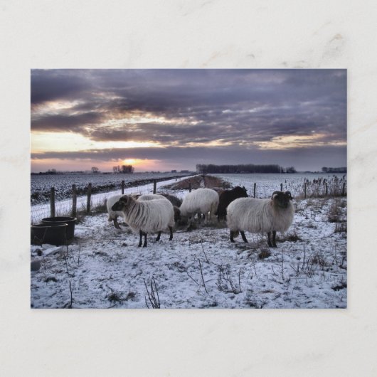 Schapen - Nederlandse winter Briefkaart (Voorkant)