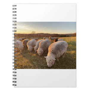 Schapen Notitieboek