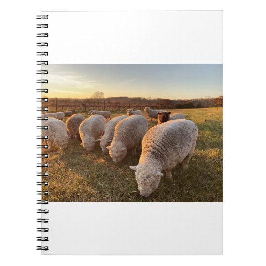 Schapen Notitieboek (Voorkant)