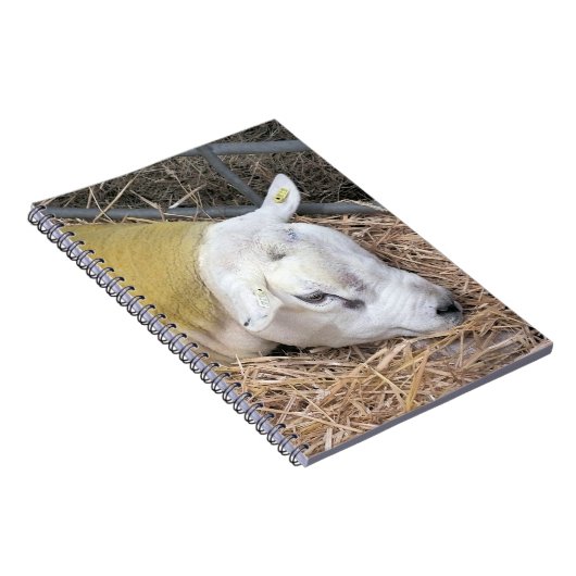SCHAPEN NOTITIEBOEK (Rechterzijde)