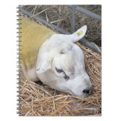 SCHAPEN NOTITIEBOEK (Voorkant)