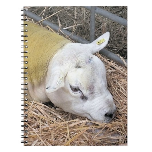 SCHAPEN NOTITIEBOEK (Voorkant)