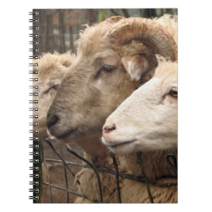 schapen notitieboek
