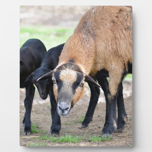 Schapen op Cameroun met lammeren Fotoplaat (Voorkant)