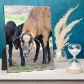 Schapen op Cameroun met lammeren Fotoplaat (Zijkant)