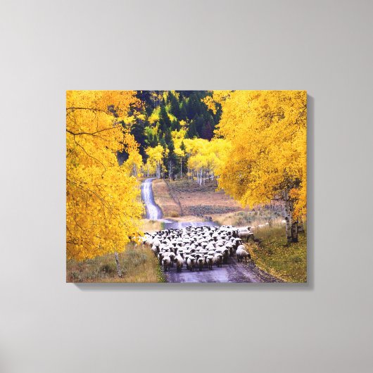 Schapen op Country Road Canvas Afdruk (Voorkant)