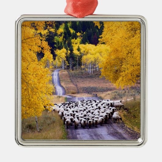 Schapen op Country Road Metalen Ornament (Voorkant)