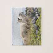 Schapen op de Aran Islands Galway Ireland Legpuzzel (Verticaal)