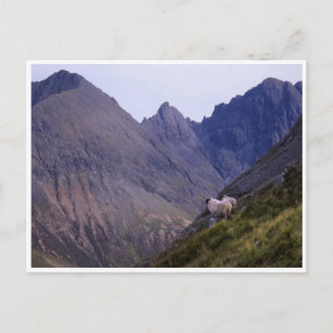 Schapen op de Cuillins Briefkaart