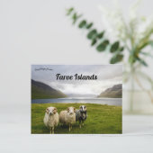 Schapen op de Faeröer Briefkaart (Staand voorkant)