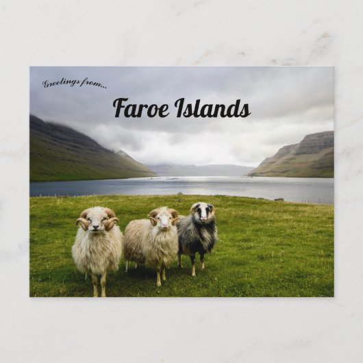 Schapen op de Faeröer Briefkaart (Voorkant)