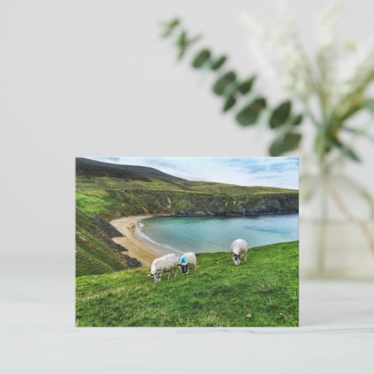 Schapen op de heuvel briefkaart (Staand voorkant)