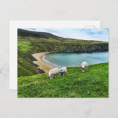 Schapen op de heuvel briefkaart (Voorkant / Achterkant)