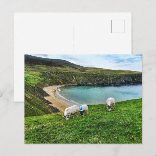 Schapen op de heuvel briefkaart (Voorkant / Achterkant)