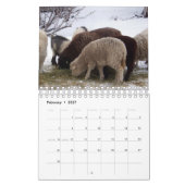 Schapen op de Ranch Calendar Kalender (Feb 2027)
