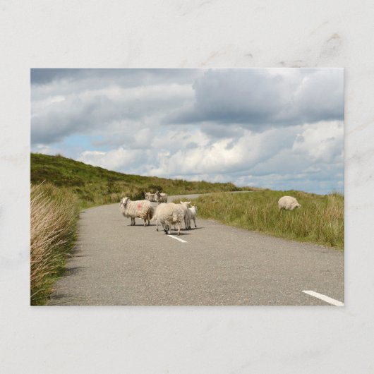 Schapen op de weg in het briefkaart van Ierland (Voorkant)