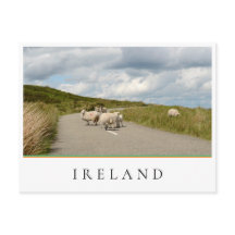 Schapen op de weg in Ierland