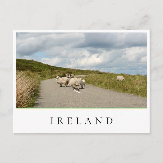 Schapen op de weg in Ierland Briefkaart (Voorkant)