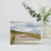 Schapen op de weg in Ierland: briefkaart in stang (Staand voorkant)